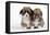 Two Corgi Puppies-null-Framed Stretched Canvas