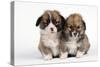 Two Corgi Puppies-null-Stretched Canvas