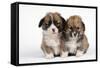 Two Corgi Puppies-null-Framed Stretched Canvas