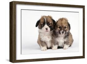 Two Corgi Puppies-null-Framed Photographic Print