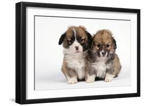 Two Corgi Puppies-null-Framed Photographic Print