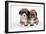 Two Corgi Puppies-null-Framed Photographic Print