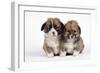 Two Corgi Puppies-null-Framed Photographic Print