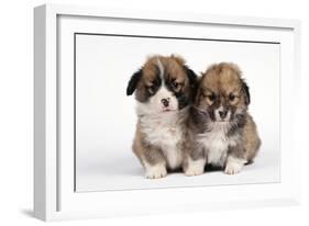 Two Corgi Puppies-null-Framed Photographic Print