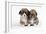 Two Corgi Puppies-null-Framed Photographic Print