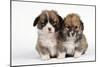 Two Corgi Puppies-null-Mounted Photographic Print