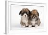 Two Corgi Puppies-null-Framed Photographic Print
