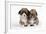 Two Corgi Puppies-null-Framed Photographic Print