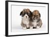 Two Corgi Puppies-null-Framed Photographic Print