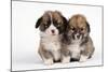 Two Corgi Puppies-null-Mounted Photographic Print