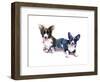 Two Corgis, 2015-John Keeling-Framed Giclee Print