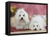 Two Coton De Tulear Dogs Lying on a Rug-Petra Wegner-Framed Stretched Canvas
