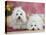 Two Coton De Tulear Dogs Lying on a Rug-Petra Wegner-Stretched Canvas