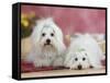 Two Coton De Tulear Dogs Lying on a Rug-Petra Wegner-Framed Stretched Canvas