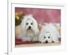 Two Coton De Tulear Dogs Lying on a Rug-Petra Wegner-Framed Photographic Print