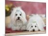Two Coton De Tulear Dogs Lying on a Rug-Petra Wegner-Mounted Photographic Print