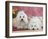 Two Coton De Tulear Dogs Lying on a Rug-Petra Wegner-Framed Photographic Print