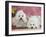 Two Coton De Tulear Dogs Lying on a Rug-Petra Wegner-Framed Photographic Print