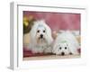 Two Coton De Tulear Dogs Lying on a Rug-Petra Wegner-Framed Photographic Print