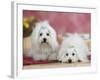 Two Coton De Tulear Dogs Lying on a Rug-Petra Wegner-Framed Photographic Print