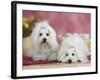 Two Coton De Tulear Dogs Lying on a Rug-Petra Wegner-Framed Photographic Print