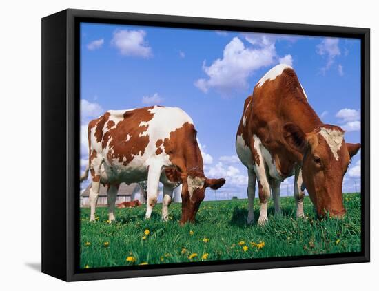 Two Cows Grazing in a Field-Lynn M^ Stone-Framed Stretched Canvas