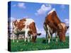 Two Cows Grazing in a Field-Lynn M^ Stone-Stretched Canvas