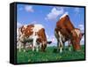 Two Cows Grazing in a Field-Lynn M^ Stone-Framed Stretched Canvas