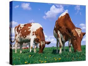 Two Cows Grazing in a Field-Lynn M^ Stone-Stretched Canvas