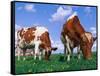 Two Cows Grazing in a Field-Lynn M^ Stone-Framed Stretched Canvas