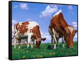 Two Cows Grazing in a Field-Lynn M^ Stone-Framed Stretched Canvas