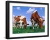 Two Cows Grazing in a Field-Lynn M^ Stone-Framed Premium Photographic Print