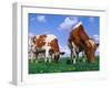 Two Cows Grazing in a Field-Lynn M^ Stone-Framed Premium Photographic Print