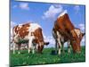 Two Cows Grazing in a Field-Lynn M^ Stone-Mounted Premium Photographic Print