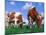Two Cows Grazing in a Field-Lynn M^ Stone-Mounted Premium Photographic Print