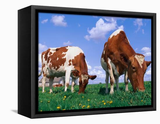 Two Cows Grazing in a Field-Lynn M^ Stone-Framed Stretched Canvas