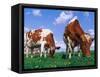 Two Cows Grazing in a Field-Lynn M^ Stone-Framed Stretched Canvas