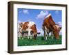 Two Cows Grazing in a Field-Lynn M^ Stone-Framed Photographic Print