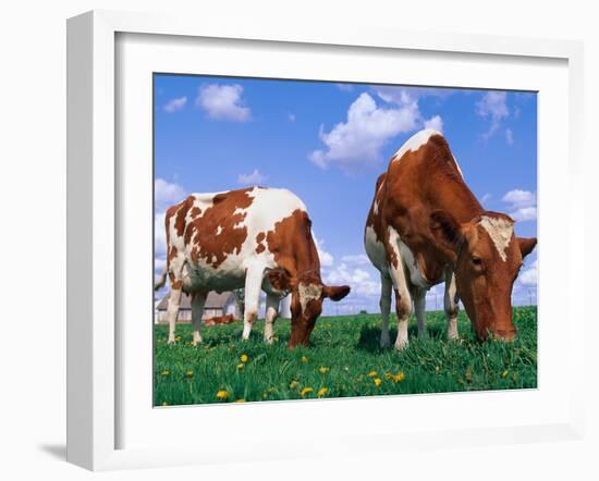 Two Cows Grazing in a Field-Lynn M^ Stone-Framed Photographic Print