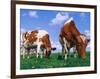 Two Cows Grazing in a Field-Lynn M^ Stone-Framed Photographic Print