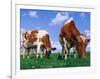 Two Cows Grazing in a Field-Lynn M^ Stone-Framed Photographic Print