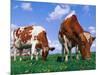 Two Cows Grazing in a Field-Lynn M^ Stone-Mounted Photographic Print