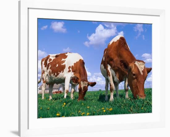 Two Cows Grazing in a Field-Lynn M^ Stone-Framed Photographic Print