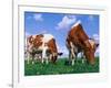 Two Cows Grazing in a Field-Lynn M^ Stone-Framed Photographic Print