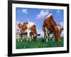 Two Cows Grazing in a Field-Lynn M^ Stone-Framed Photographic Print