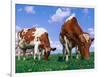 Two Cows Grazing in a Field-Lynn M^ Stone-Framed Photographic Print