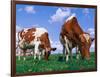 Two Cows Grazing in a Field-Lynn M^ Stone-Framed Photographic Print