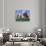 Two Cows Grazing in a Field-Lynn M^ Stone-Photographic Print displayed on a wall
