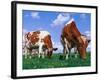 Two Cows Grazing in a Field-Lynn M^ Stone-Framed Photographic Print