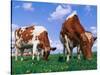 Two Cows Grazing in a Field-Lynn M^ Stone-Stretched Canvas